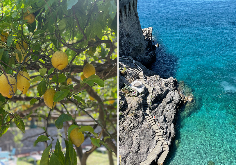 Close-up of bright yellow Amalfi lemons on a sunny day.